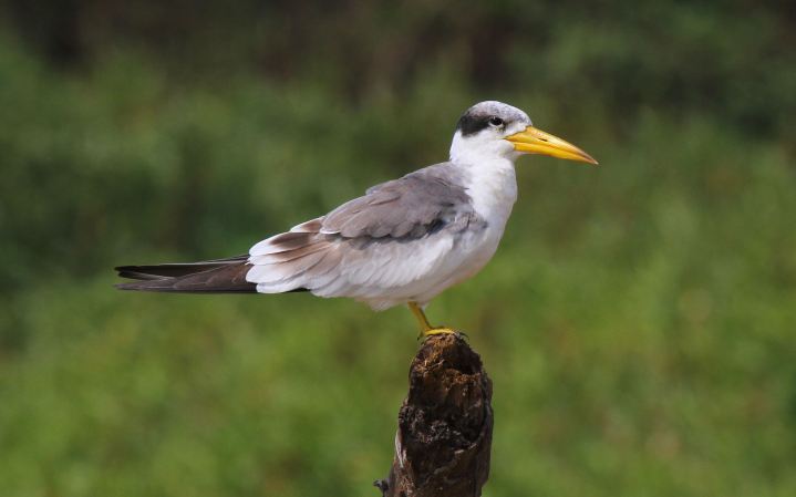 large-billed-tern6
